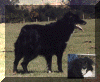 Trouble1.gif (1451584 bytes)