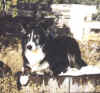 blackbear.jpg (32833 bytes)